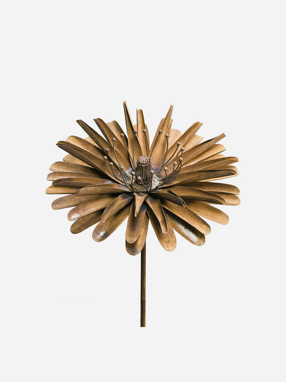 Aster (klein)